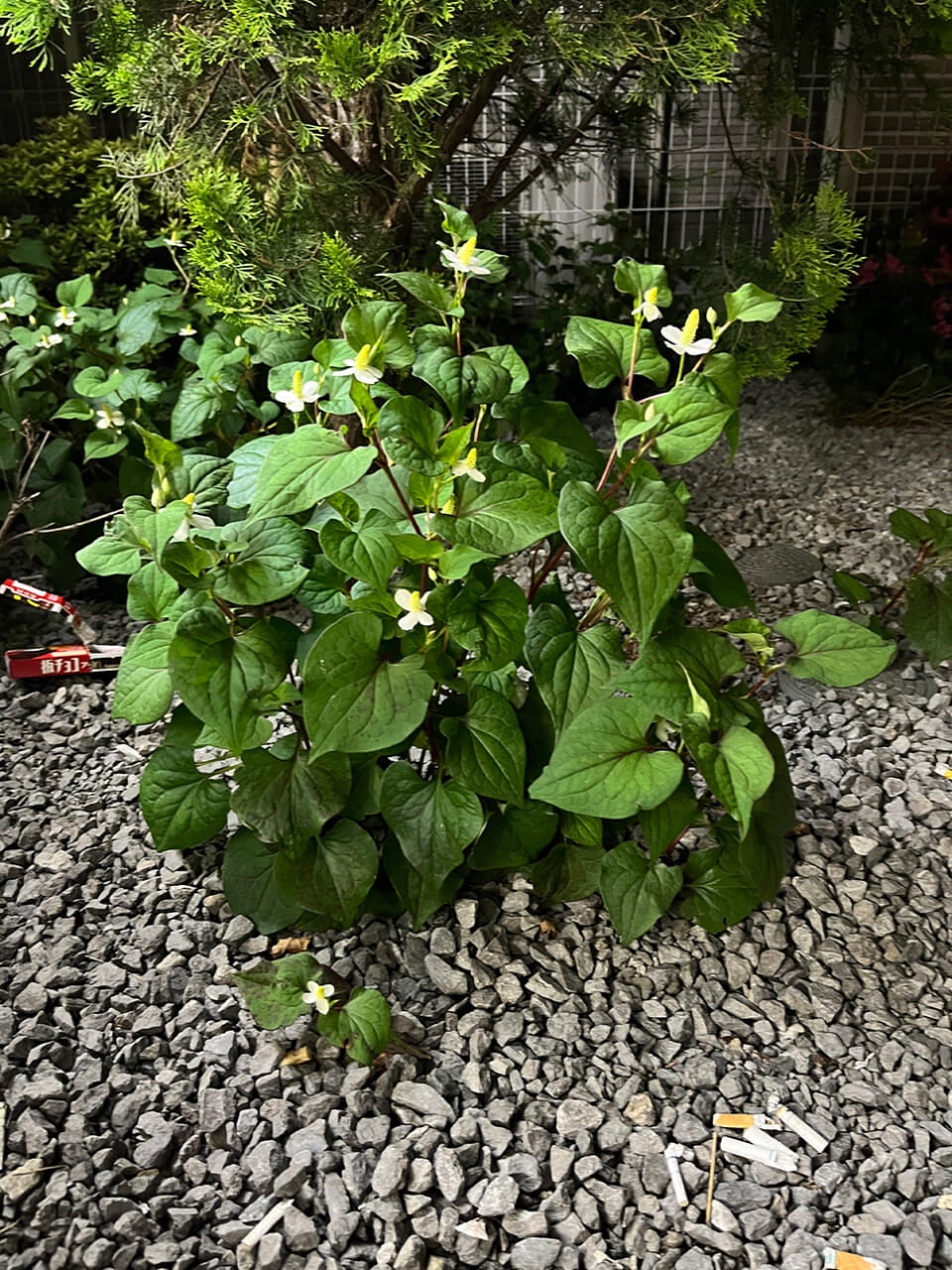 △縦に伸びるドクダミが珍しくて。（撮影：安木）