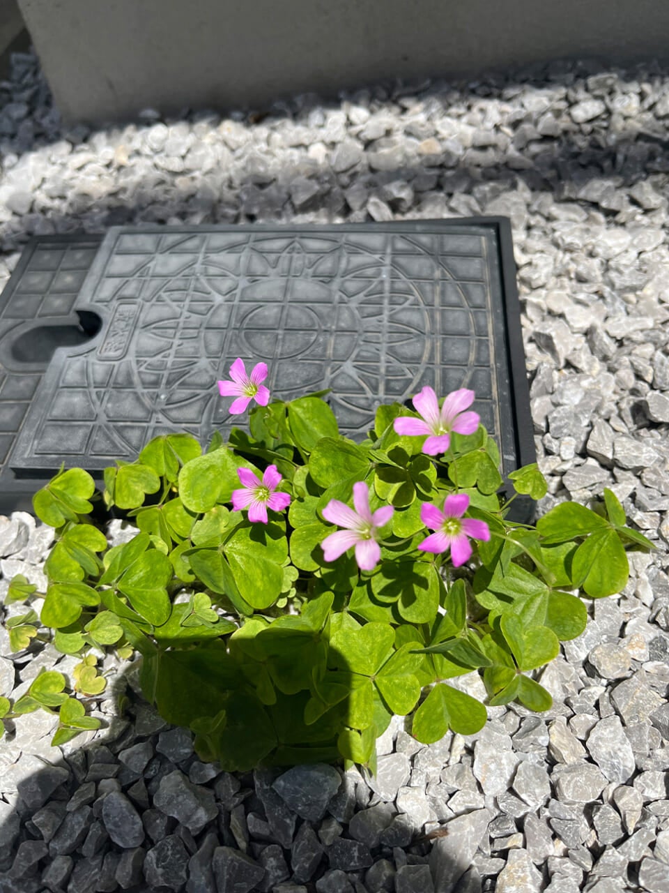 △影が入り込んだムラサキカタバミ。（撮影：安木）