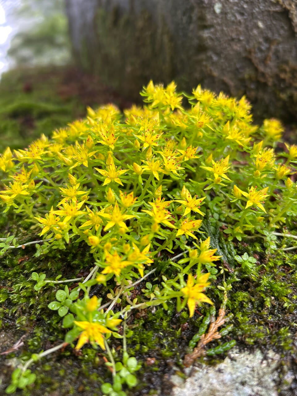 △登山の途中でとったマンネングサ。（撮影：かご）