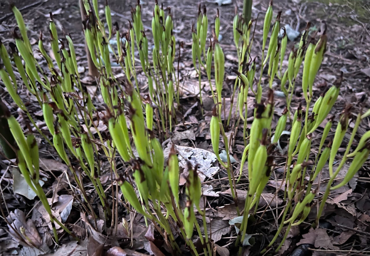 △暗い＆密集がうまく撮れない。（撮影：メロン）