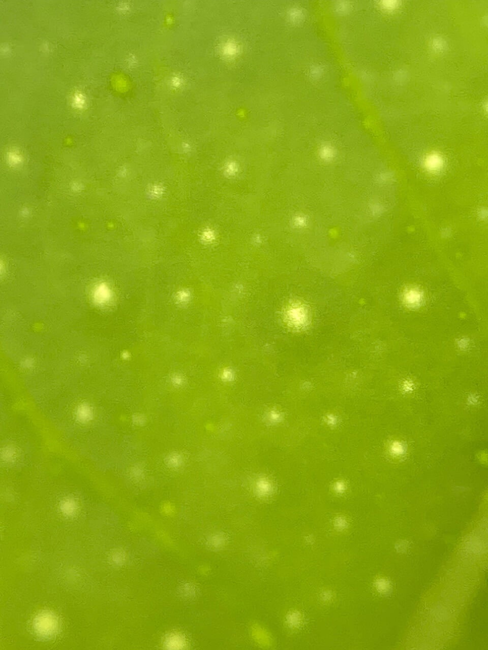 △レモンの葉を光を背景に。（撮影：鈴木純さん）