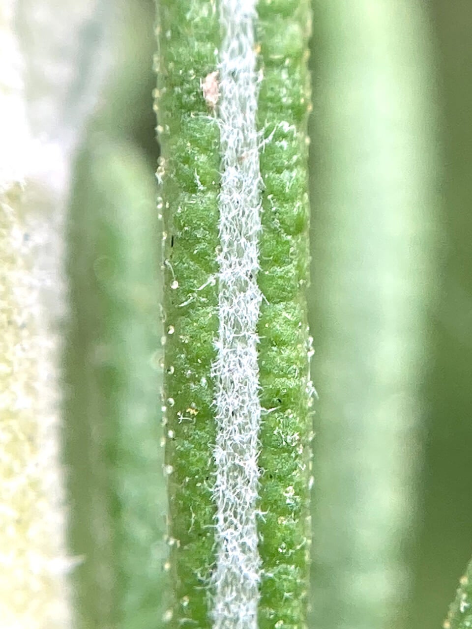 △ローズマリーの葉の拡大写真。（撮影：鈴木純さん）