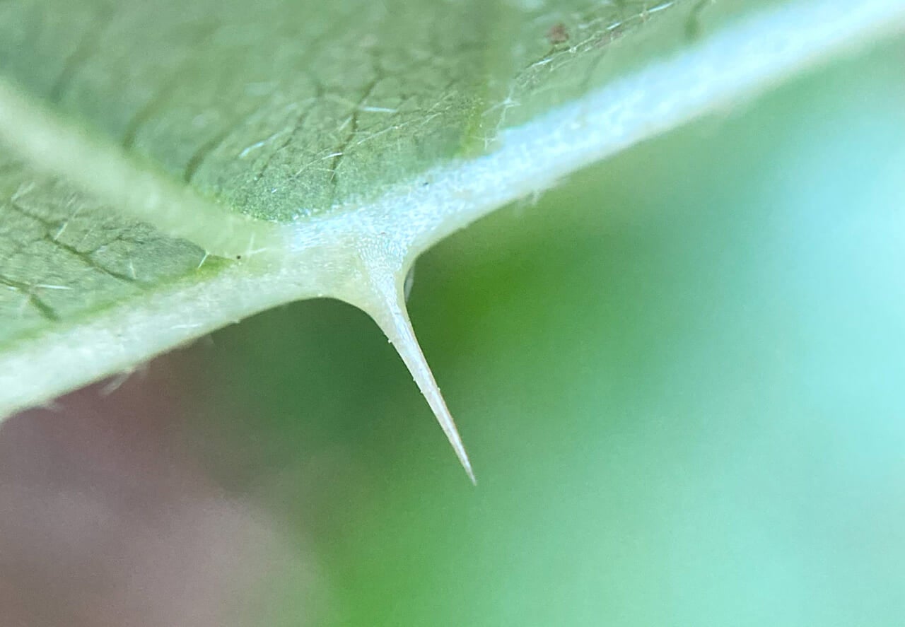 △ワルナスビのトゲ。透明感があります。（撮影：鈴木純さん）