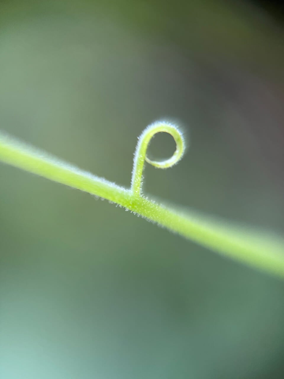 △ツルが「P」となっている。（撮影：安木）