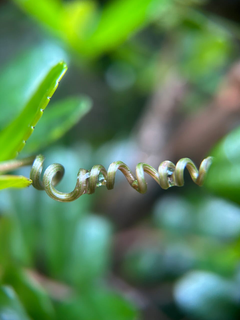 △ブロンズのような色のツル。（撮影：かご）
