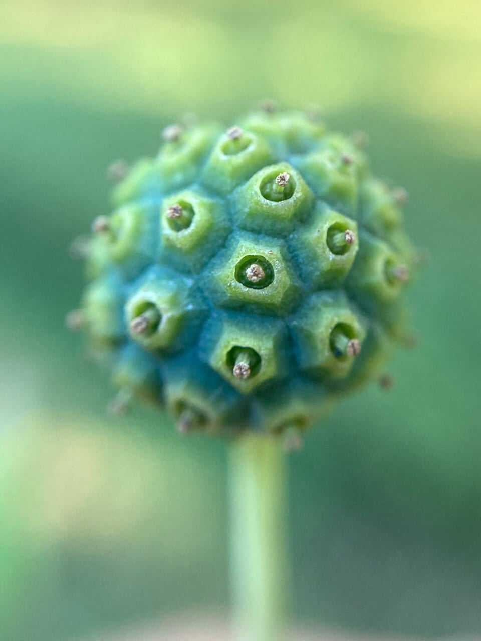 △花が咲き終わったばかりのヤマボウシの実。（撮影：鈴木純さん）