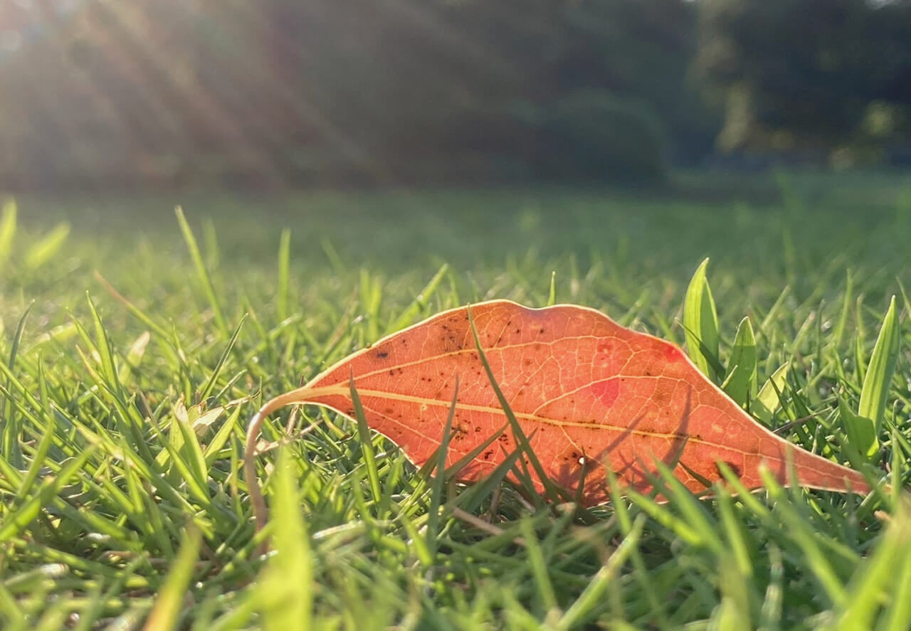 △芝生の上の落ち葉。（撮影：鈴木純さん）
