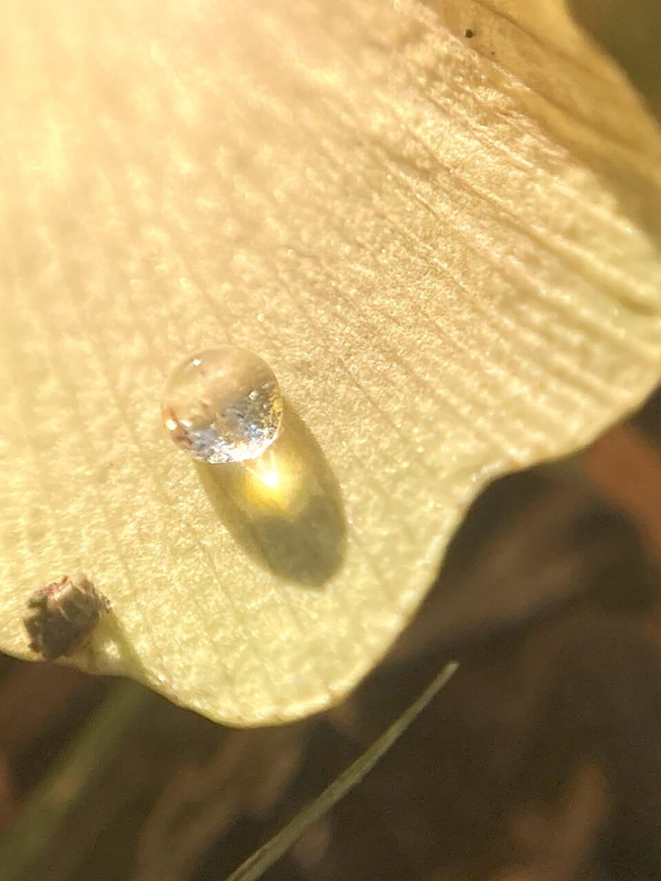 △イチョウと水滴。（撮影：鈴木純さん）