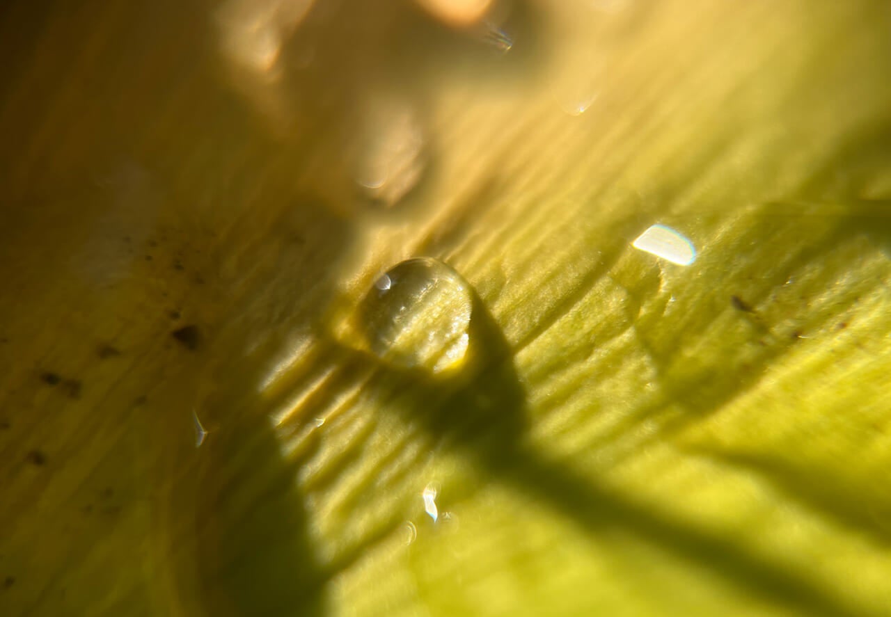 △同じくイチョウと水滴。（撮影：安木）