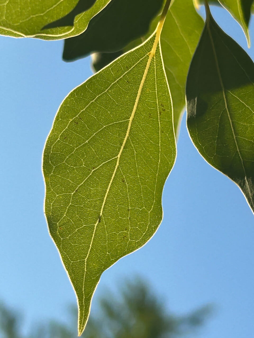 △クスノキの葉を太陽にかざして撮ると、葉脈が浮き上がって見える。鈴木さんのアドバイスで撮影。（撮影：かご）