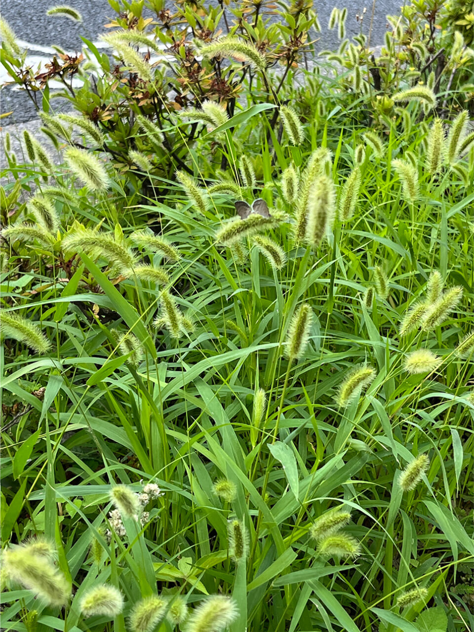 △ネコジャラシの中にあるリボン型のシジミチョウ。（撮影：安木）