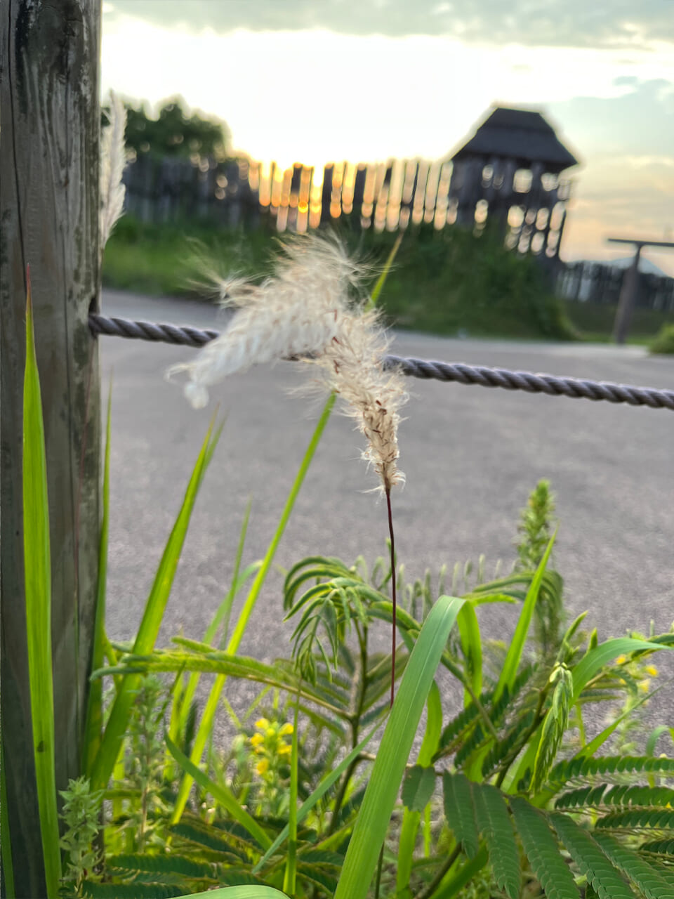 △チガヤと夕日を撮りたかった。（撮影：安木）