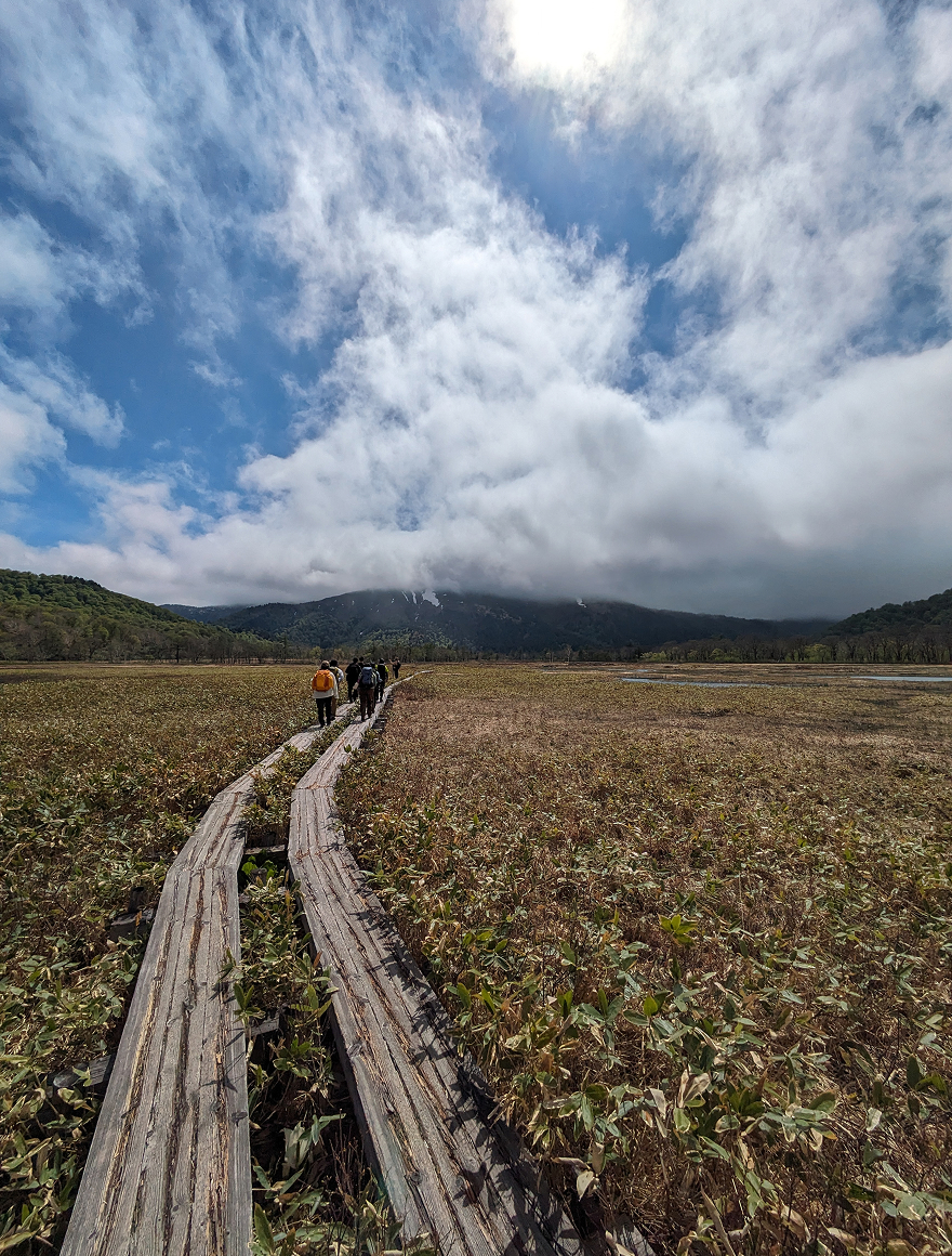 尾瀬の木道。