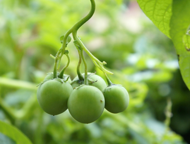 △ジャガイモの実。プチトマトに似ていますね。
