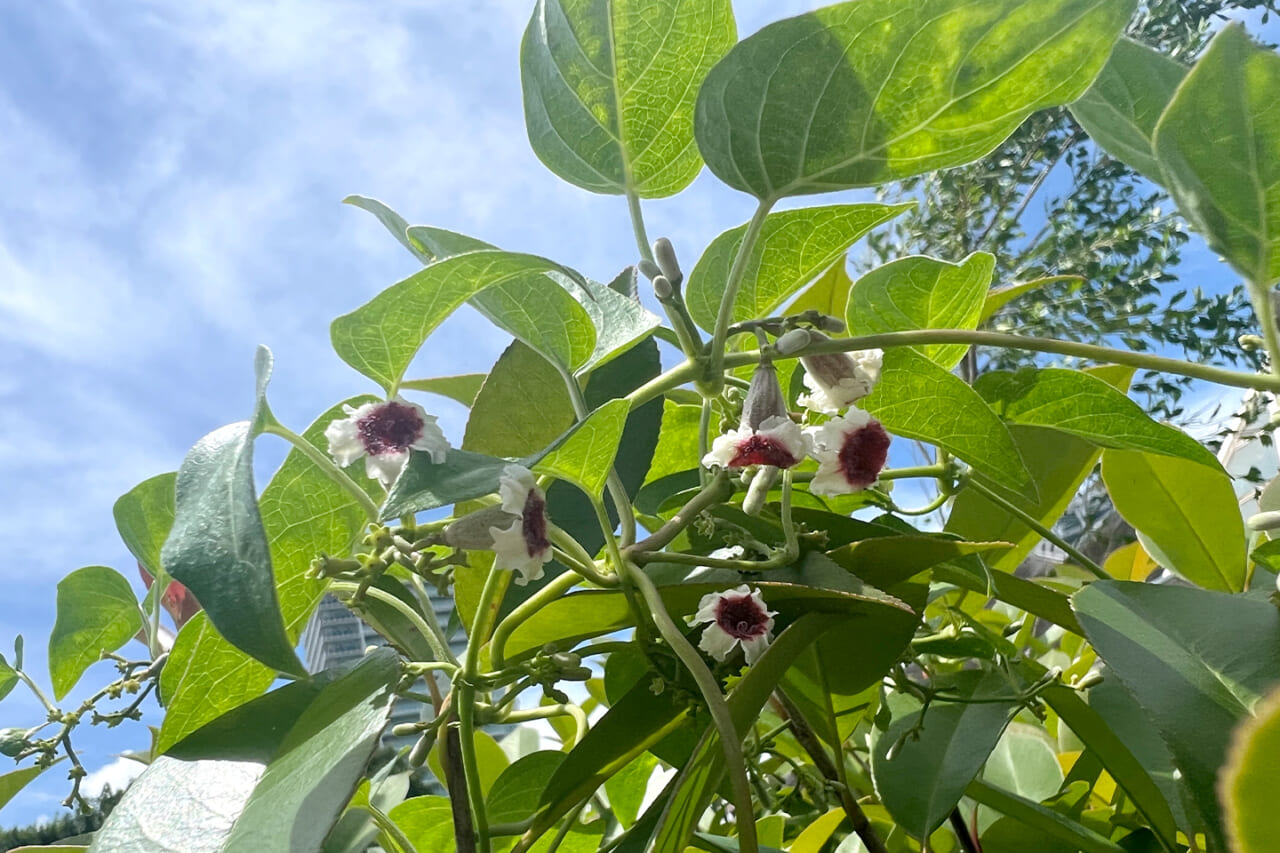 △ヘクソカズラの花