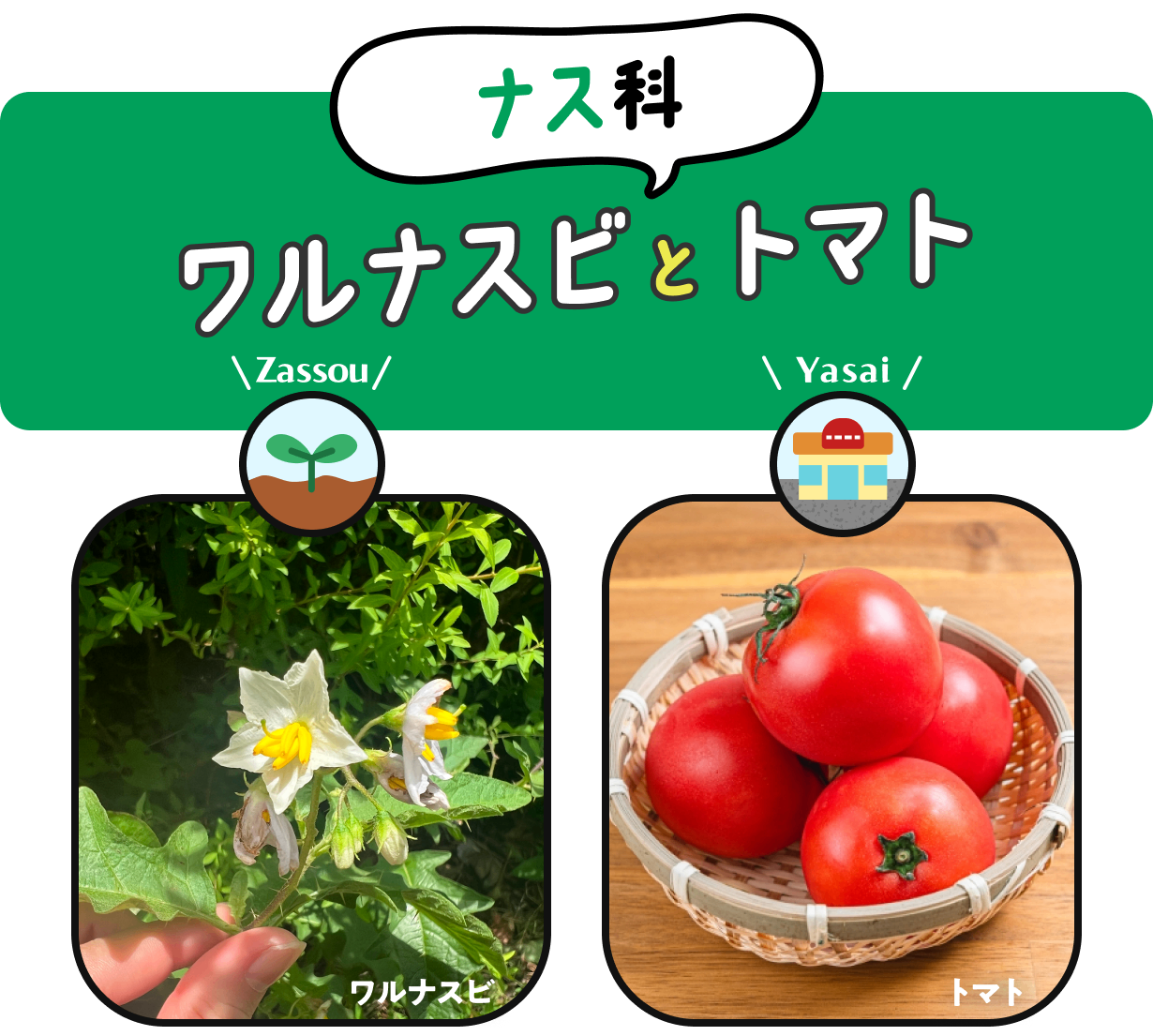 【ナス科】　ワルナスビとトマト