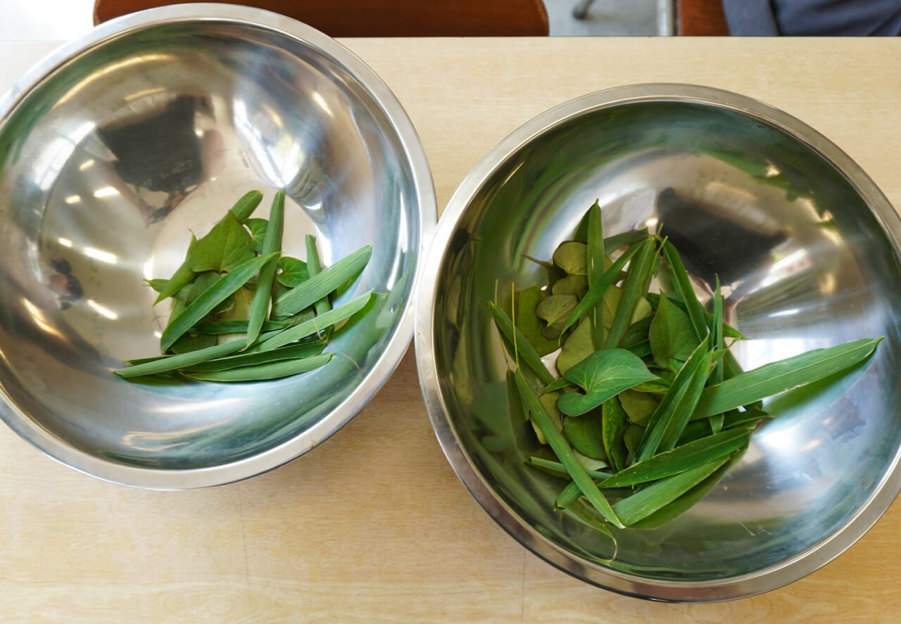 ▲摘んできたアズマネザサとドクダミ。