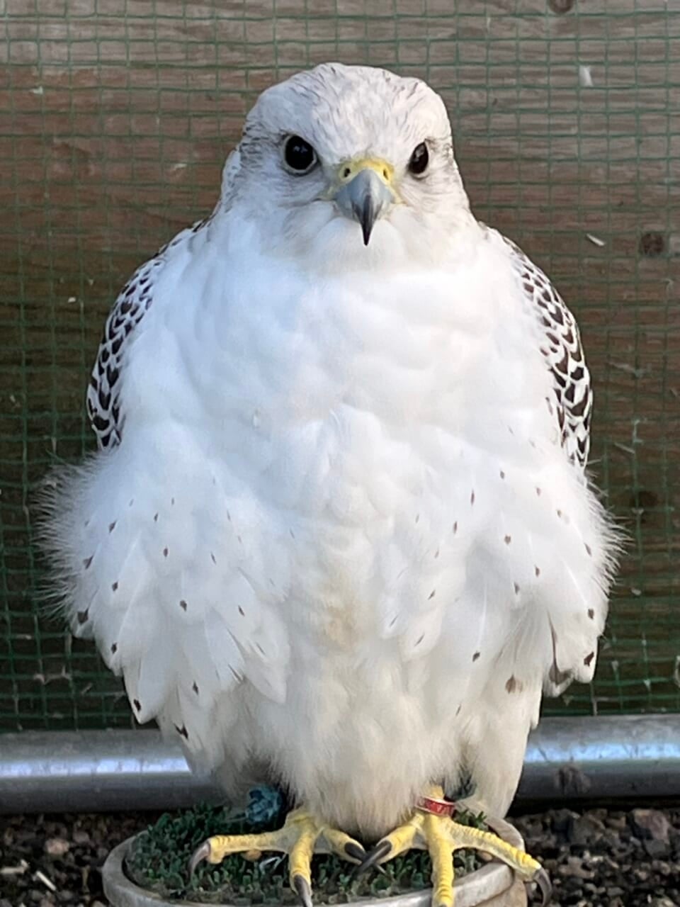 小川さんちのハヤブサ！