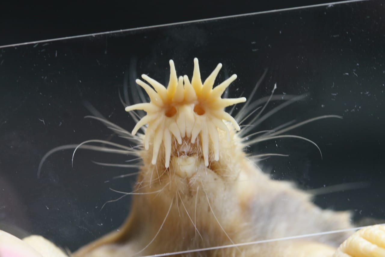 鼻の周りの触手が22本あるホシバナモグラの写真（川田伸一郎さん提供）。