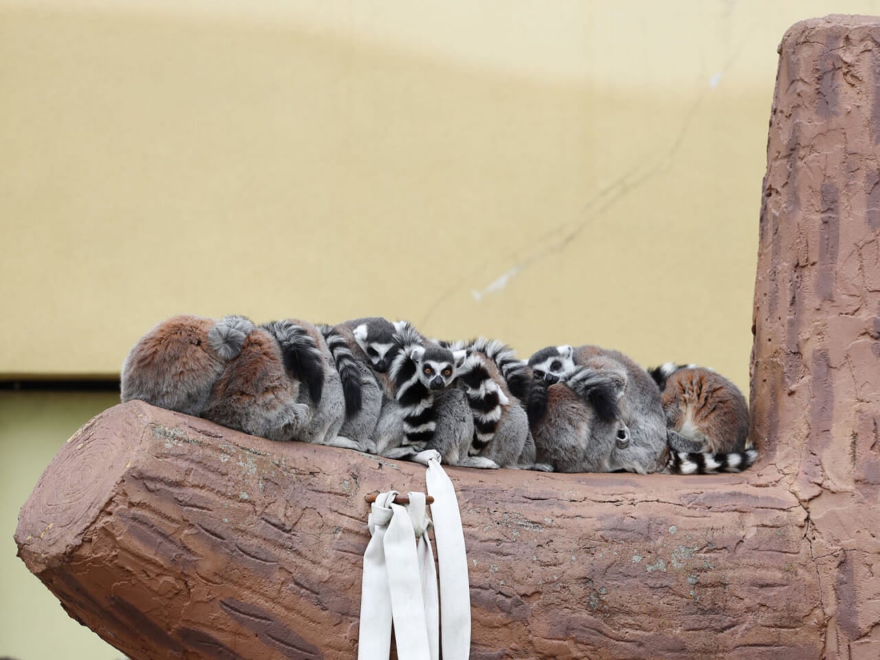 撮影：五代目江戸家猫八（2019年12月）