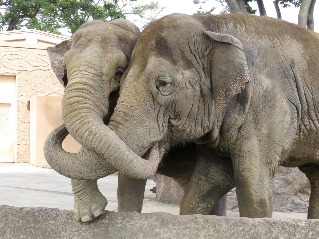ありしの日のミネコさん（2014年7月）。撮影：五代目江戸家猫八