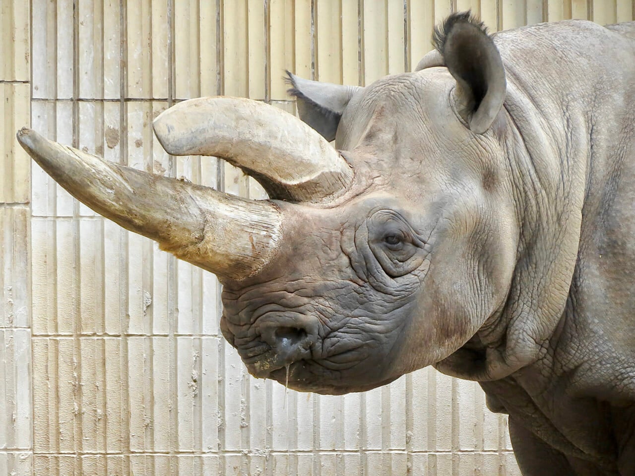フランクフルト動物園の立派な角のサイ（2012年3月 ）　撮影：五代目江戸家猫八