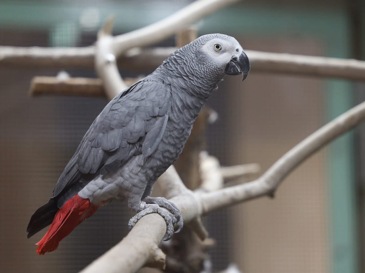 撮影：五代目江戸家猫八（2019年12月）