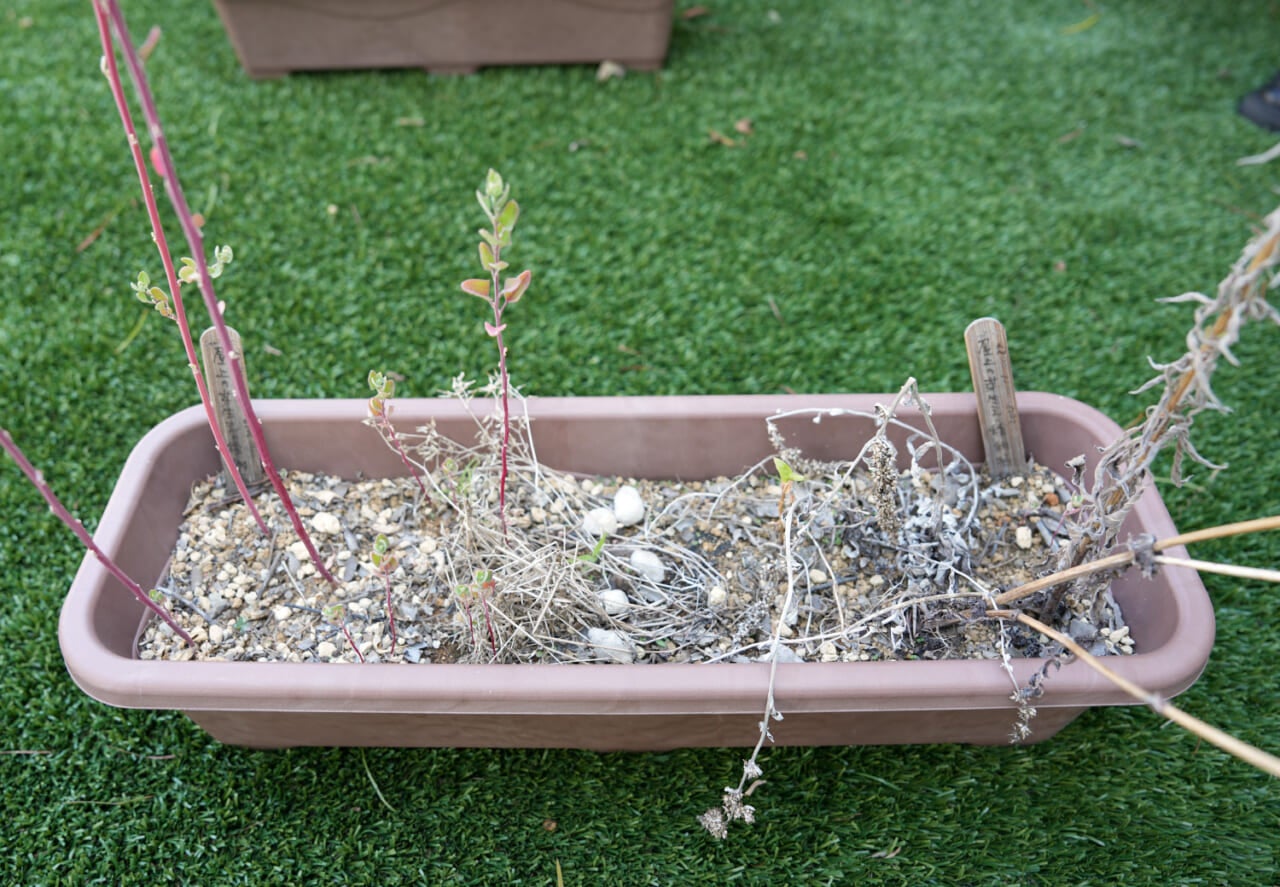 ▲枯れ草で覆われたり、ごみごみとしていたプランター。