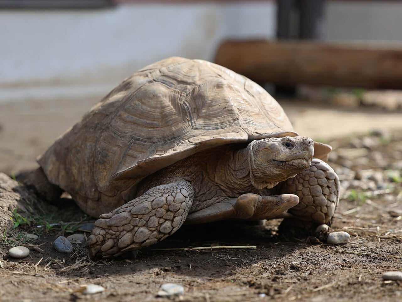 撮影：五代目江戸家猫八