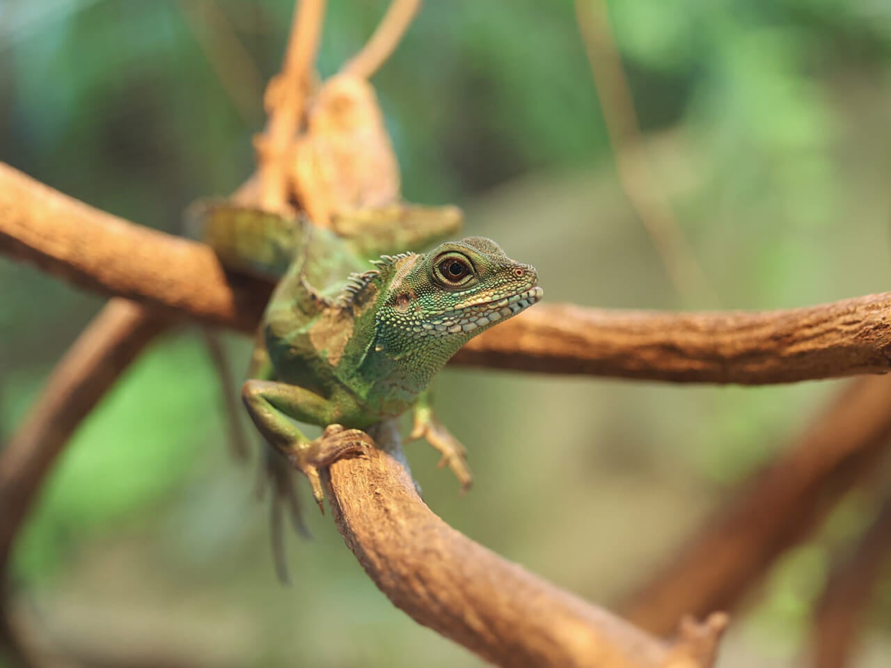 撮影：五代目江戸家猫八