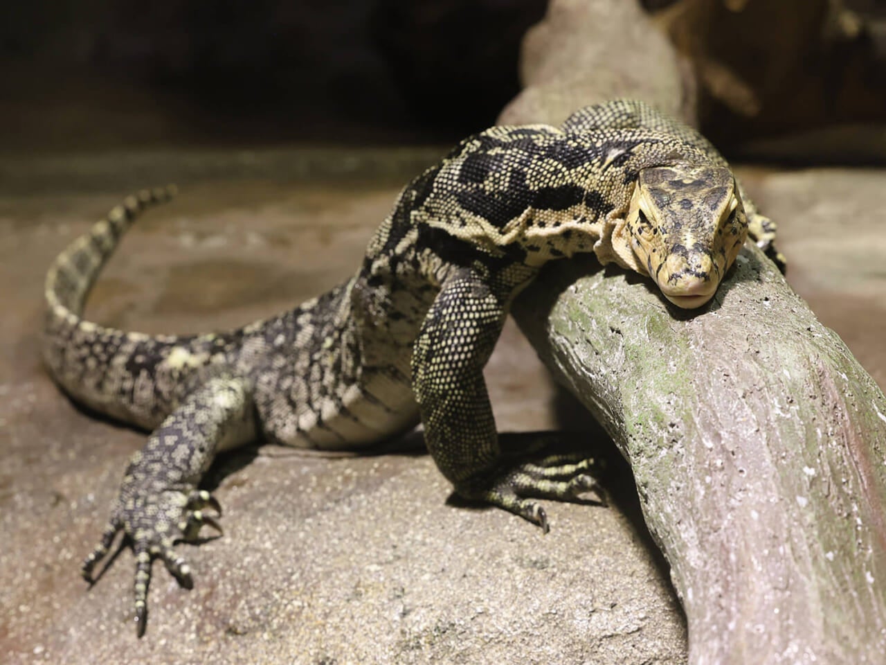 撮影：五代目江戸家猫八