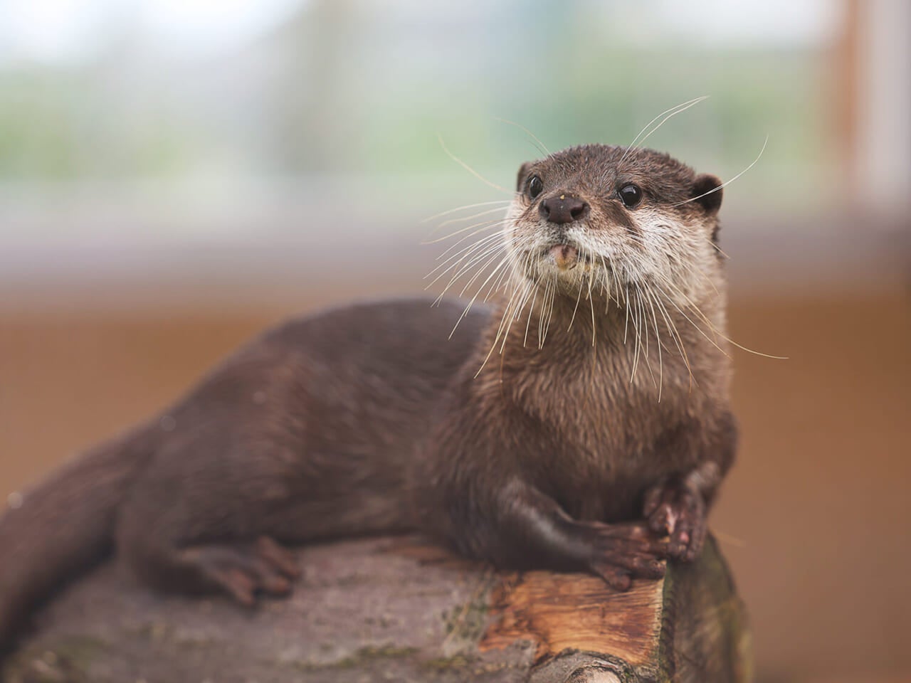 撮影：五代目江戸家猫八