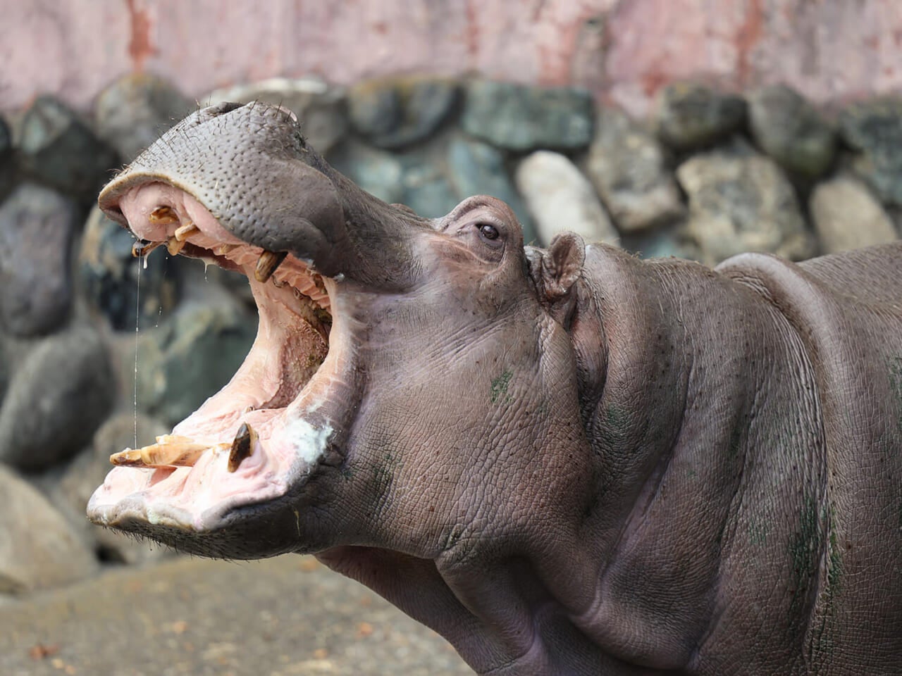 撮影：五代目江戸家猫八