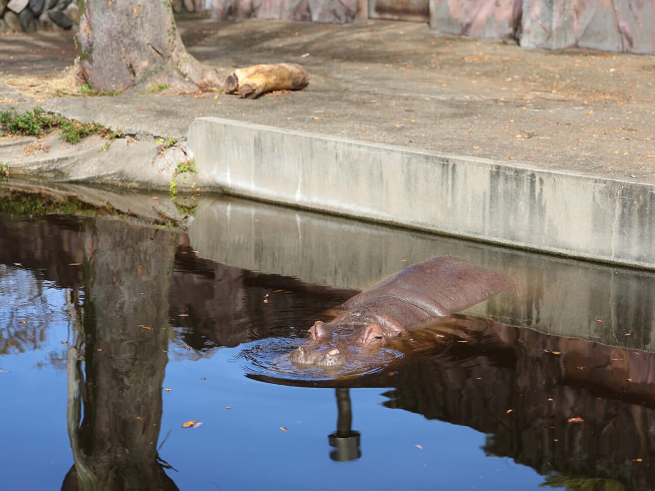 撮影：五代目江戸家猫八