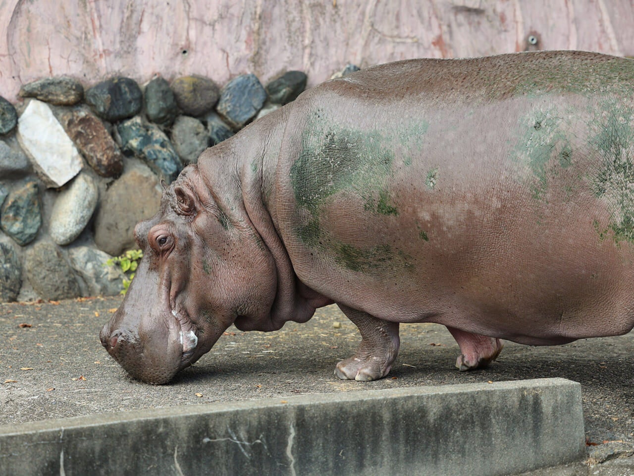 撮影：五代目江戸家猫八