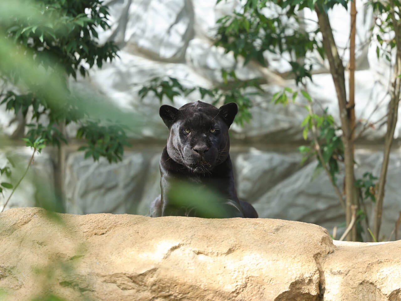 撮影：五代目江戸家猫八