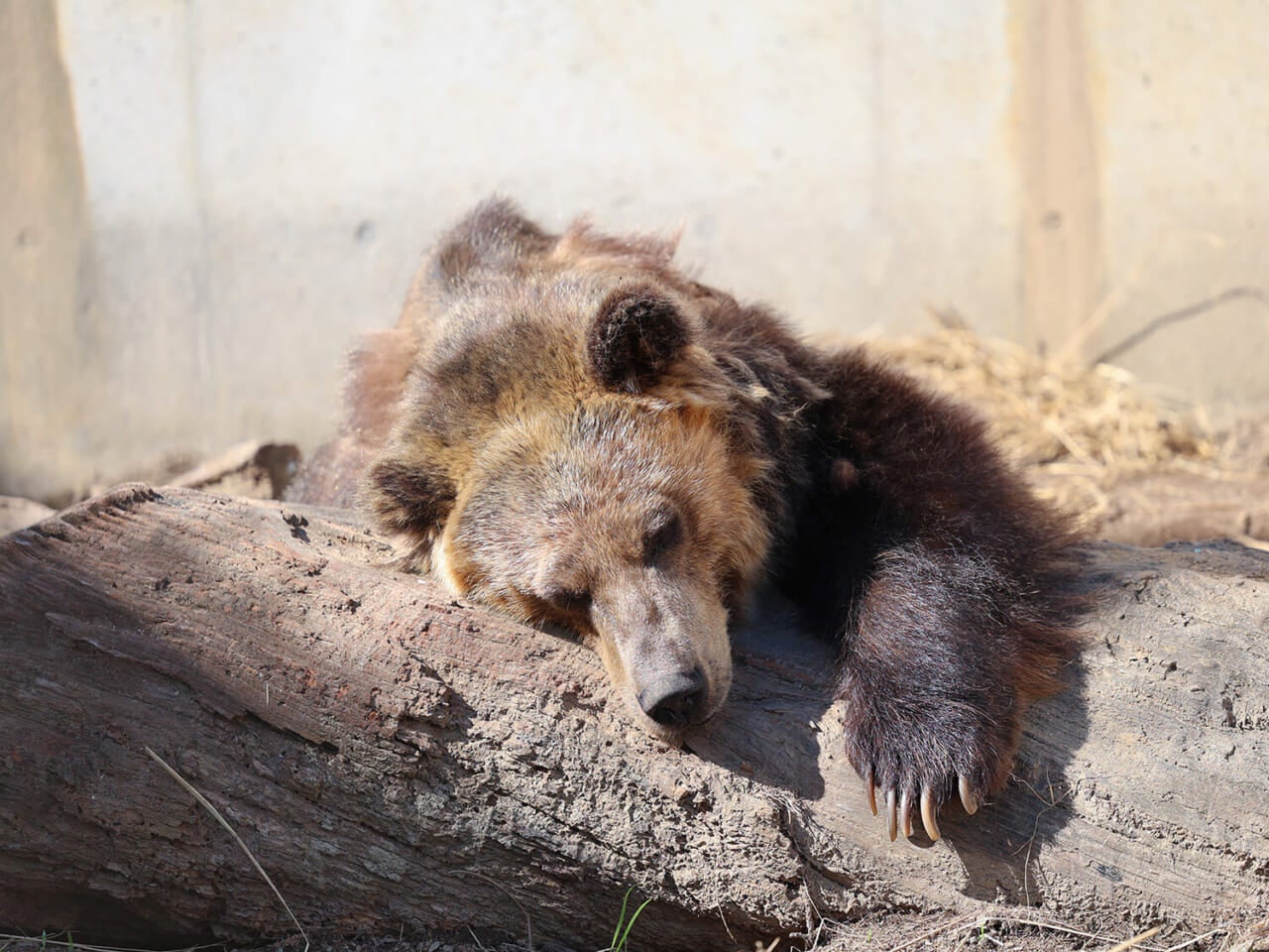 撮影：五代目江戸家猫八