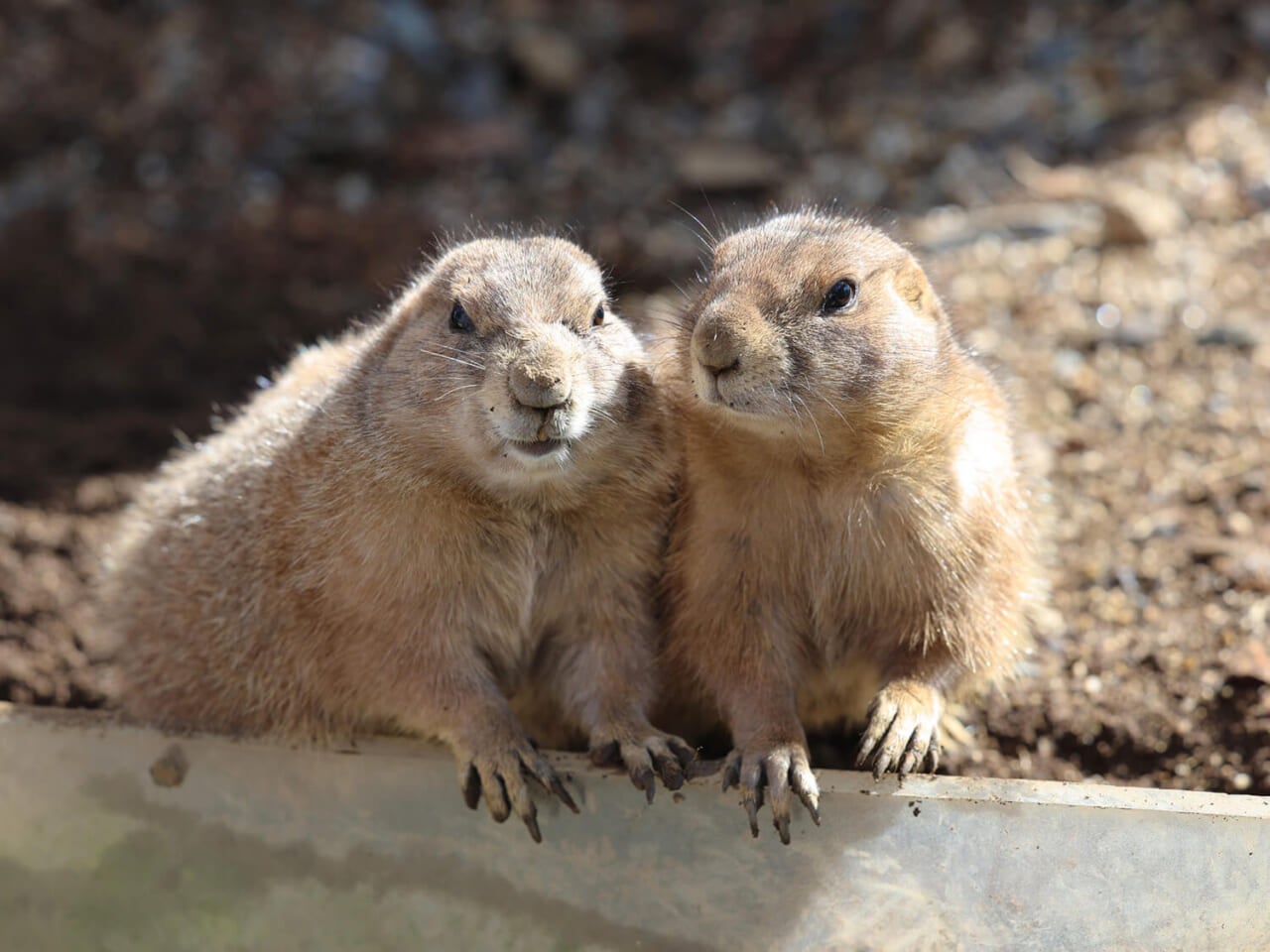 撮影：五代目江戸家猫八