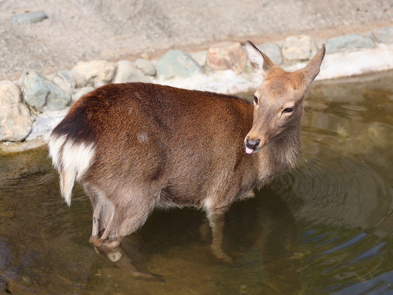 撮影：五代目江戸家猫八
