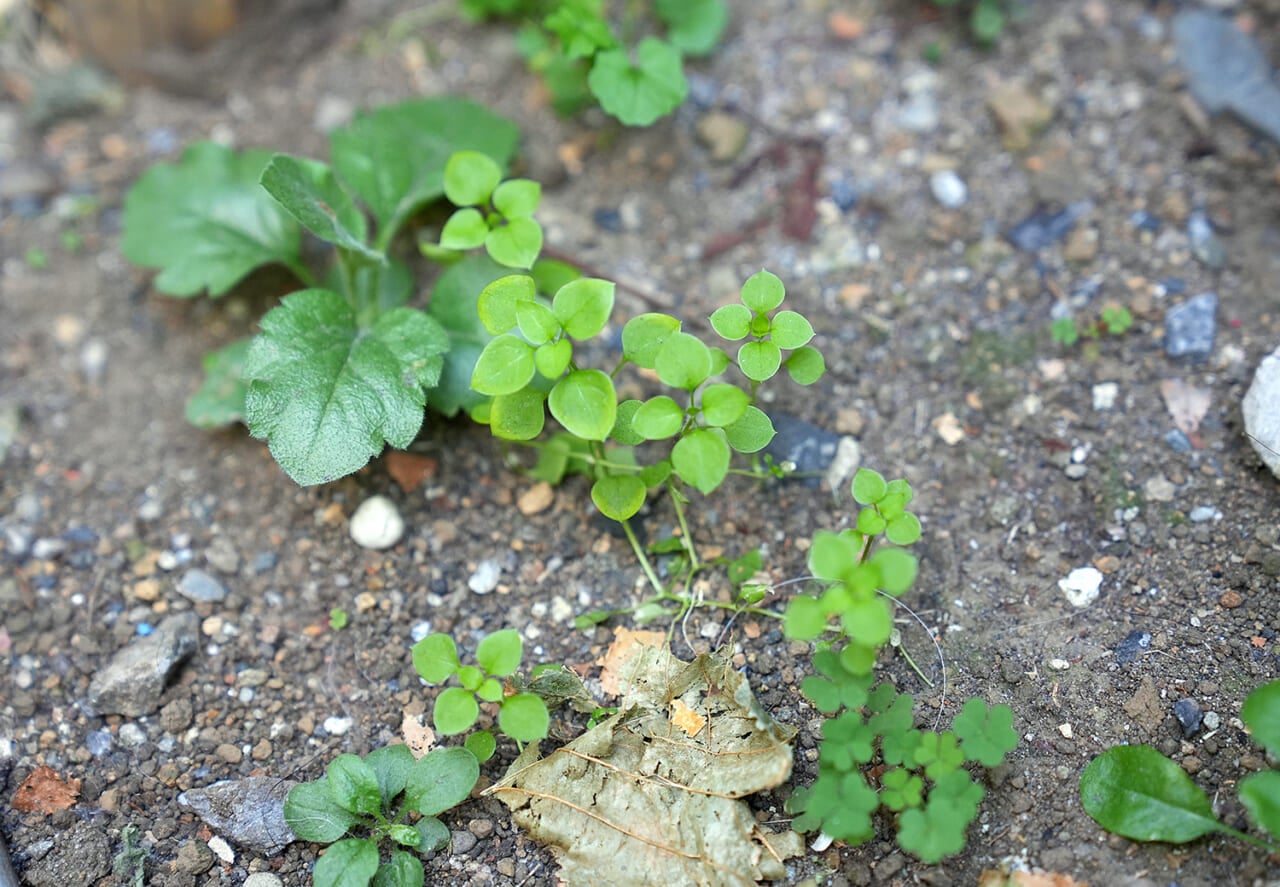 △銀座中央通りで見つけた雑草たち
