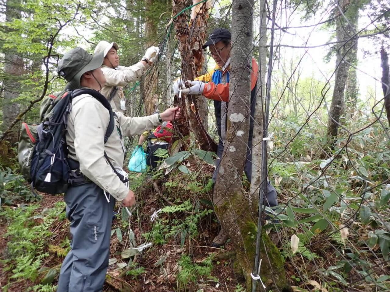 ▲大江湿原でシカ柵を設置しているところ
