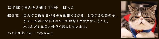 にて隊（きんとき組）14号　ぼっこ
紹介文：自力でご飯を食べるのも面倒くさがる、ものぐさな男の子。
チャームポイントはニャーではなくグワグワいうこと。
ハリネズミ兄弟と仲良く暮らしています。
ハンドルネーム：ぺちゃんこ
