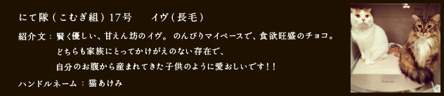 にて隊（こむぎ組）17号イヴ（長毛）
紹介文：賢く優しい、甘えん坊のイヴ。のんびりマイペースで、食欲旺盛のチョコ。どちらも家族にとってかけがえのない存在で、自分のお腹から産まれてきた子供のように愛おしいです！！
ハンドルネーム：猫あけみ