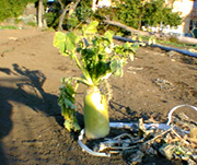 じべたに食べ物が!