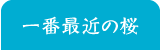 いちばん最近の桜