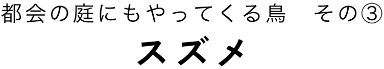都会の庭にもやってくる鳥その１シジュウカラ