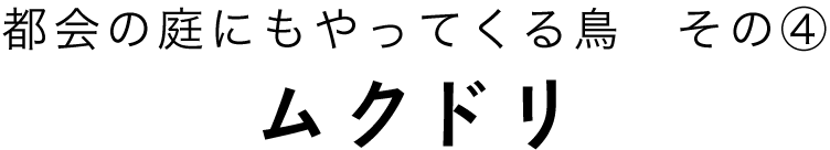 都会の庭にもやってくる鳥その１シジュウカラ