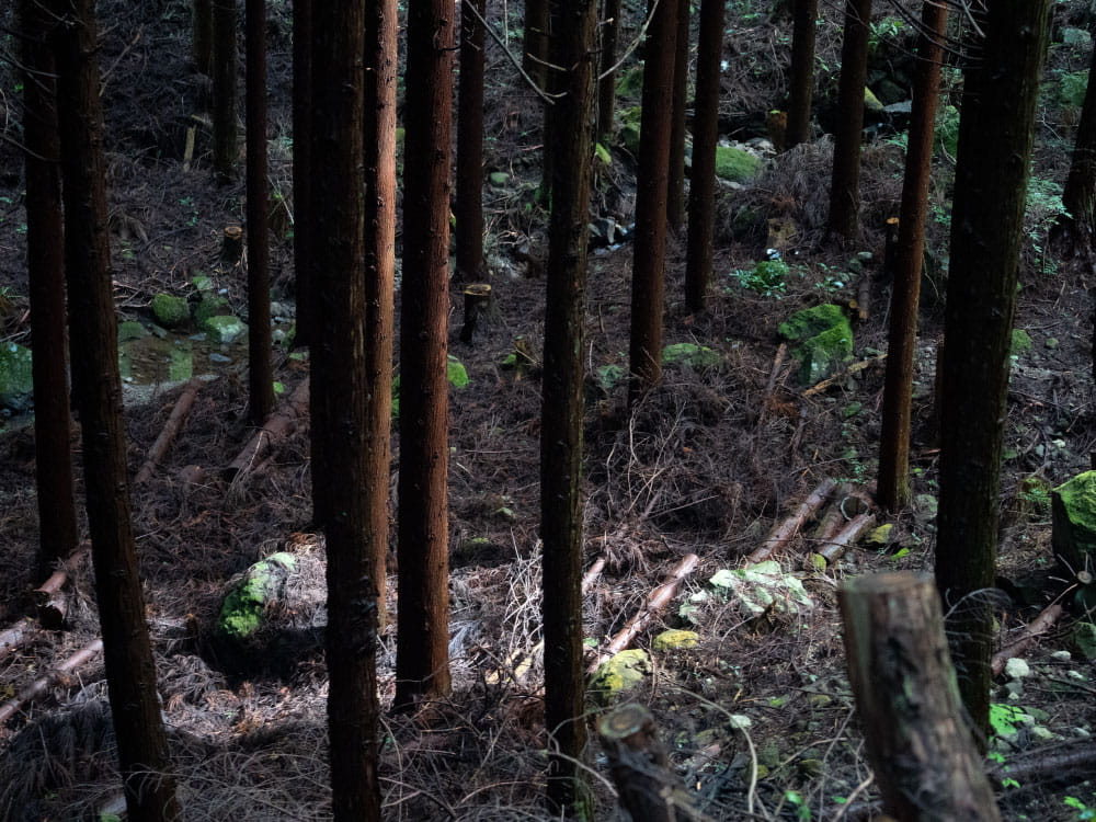 暗めの森