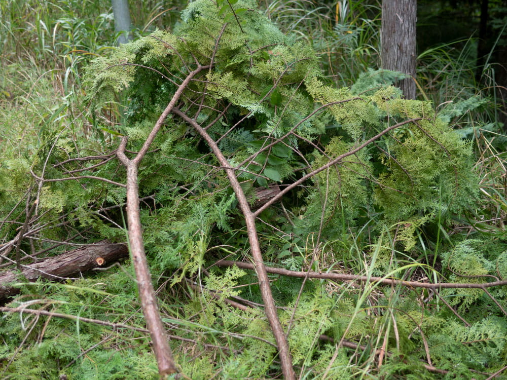 切り落とされた枝