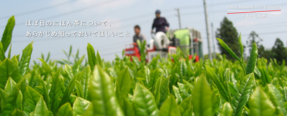 ほぼ日の日本茶について、 あらかじめ知っておいてほしいこと